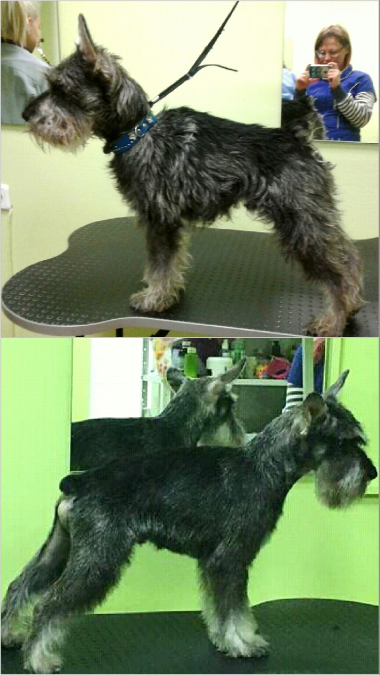 Цвергшнауцер белый без бороды