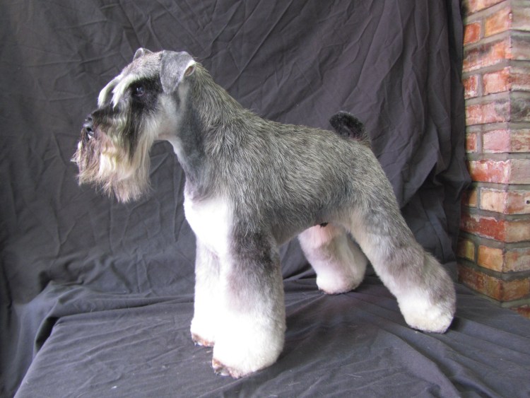 Собака после тримминга