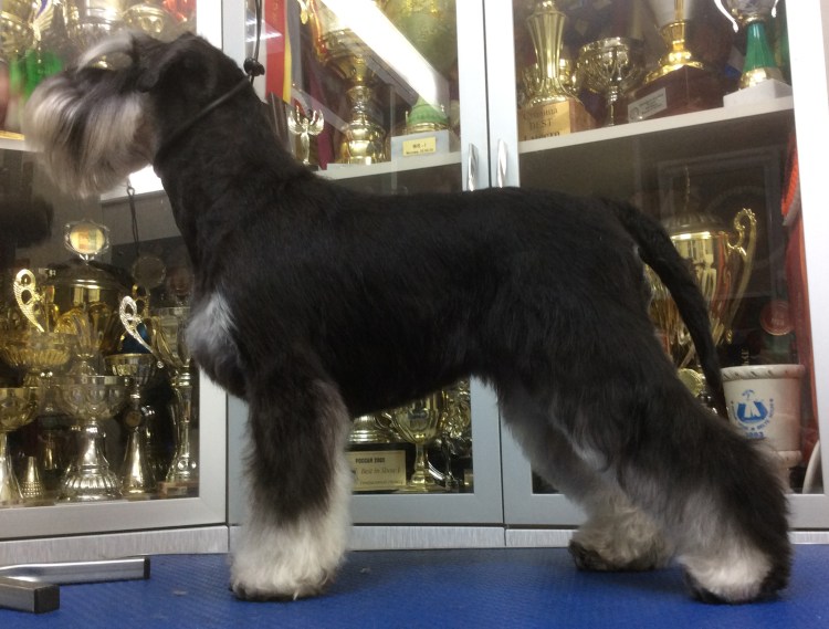 Породный тримминг цвергшнауцера