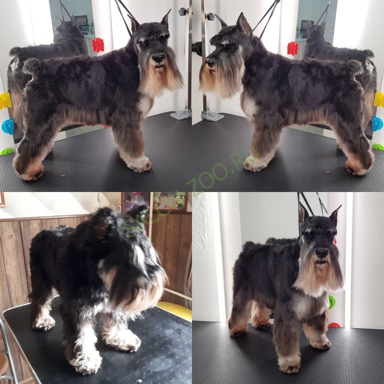 Шнауцер миттель стрижка