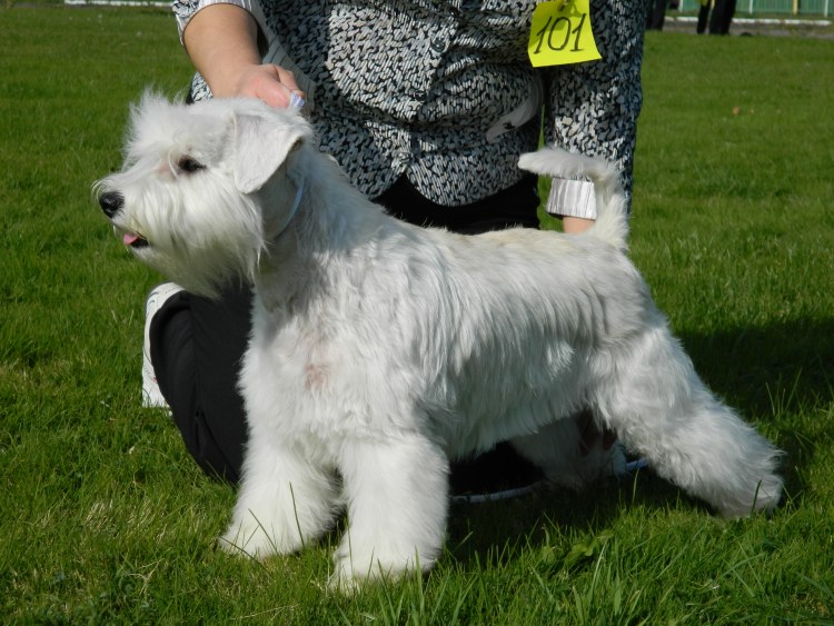 Тримминг шерсти