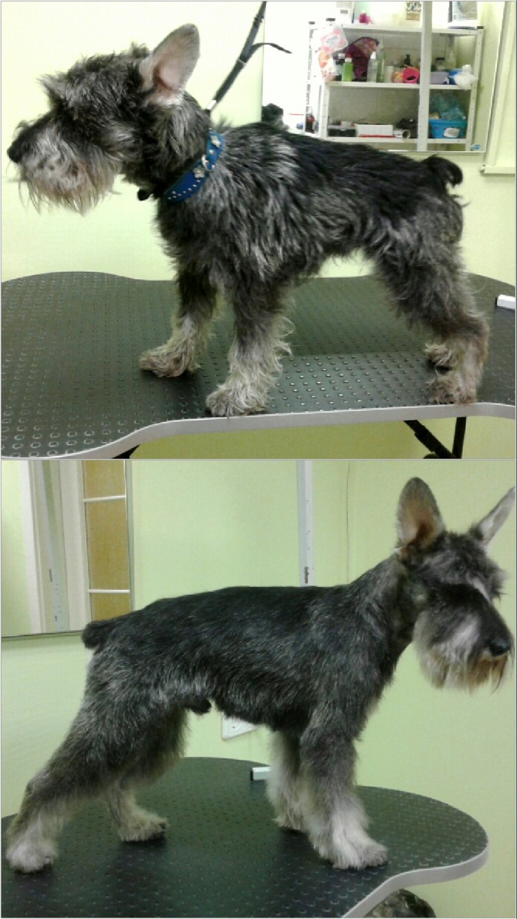 Цвергшнауцер тримминг