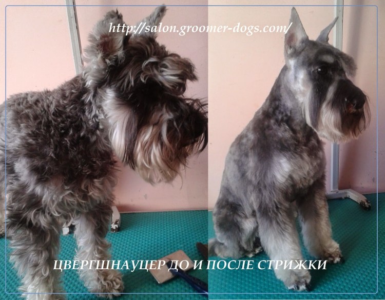 Цвергшнауцер до и после стрижки