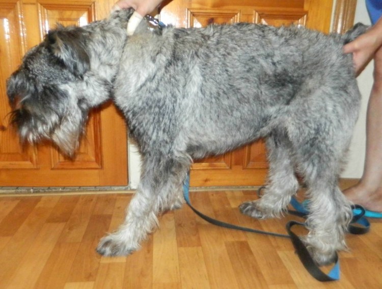 Стрипинг цверг шнауцерастрипинг
