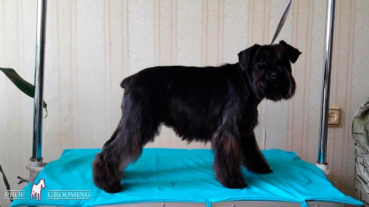 Цвергшнауцер тримминг