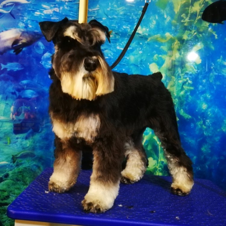 Цвергшнауцер корейская стрижка