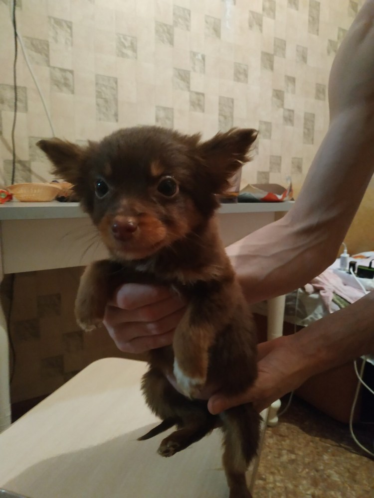 Американская дворняга