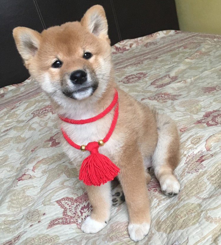 Вельш корги мини