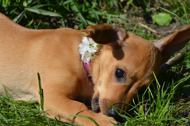 Голден пудель