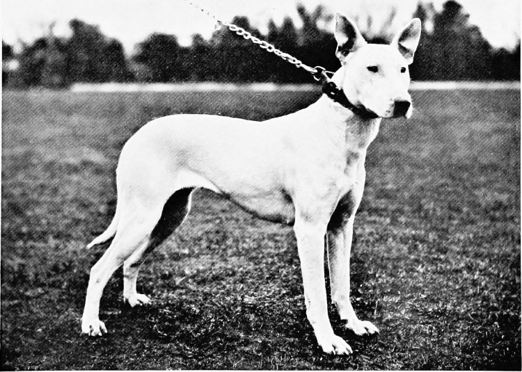 Пес и пёс побольше