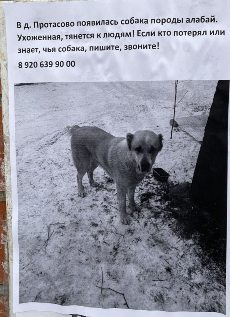 Порода собак Бигль