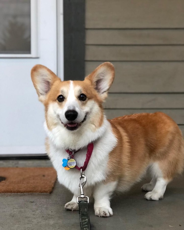 Порода собак сиба ину