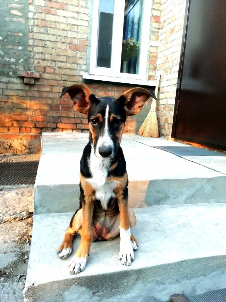 Русская гончая собака