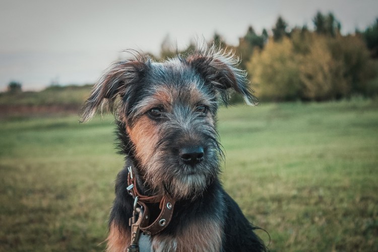 Собака бойцовых пород