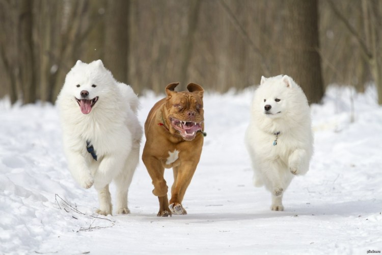 Пикабу собака порода