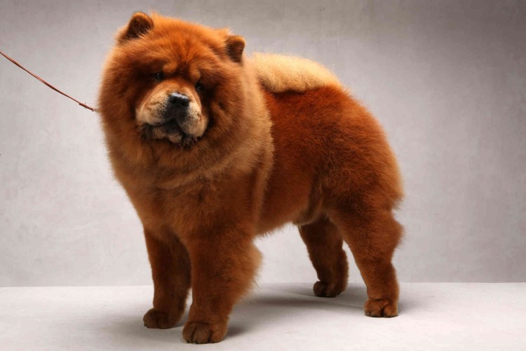 Собака в кепке