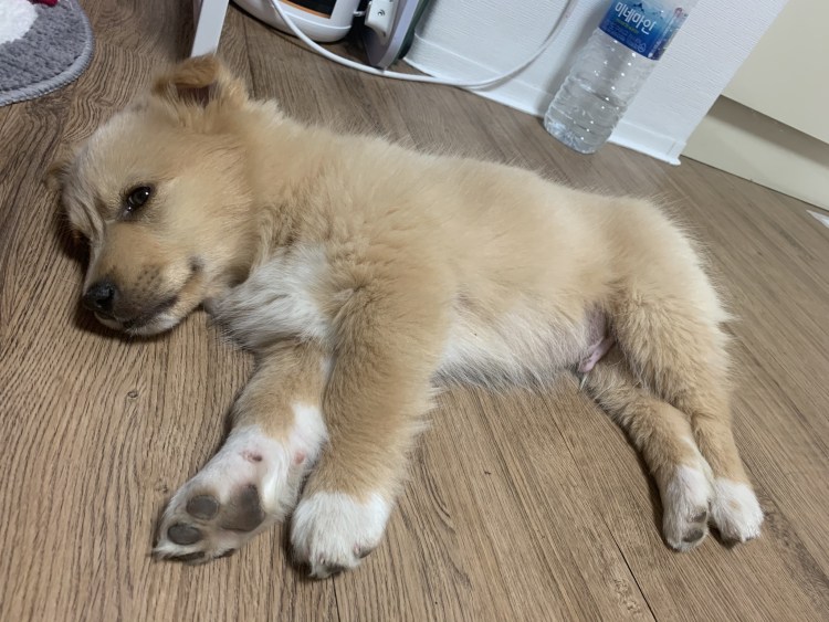 Порода собак метис дворняжка