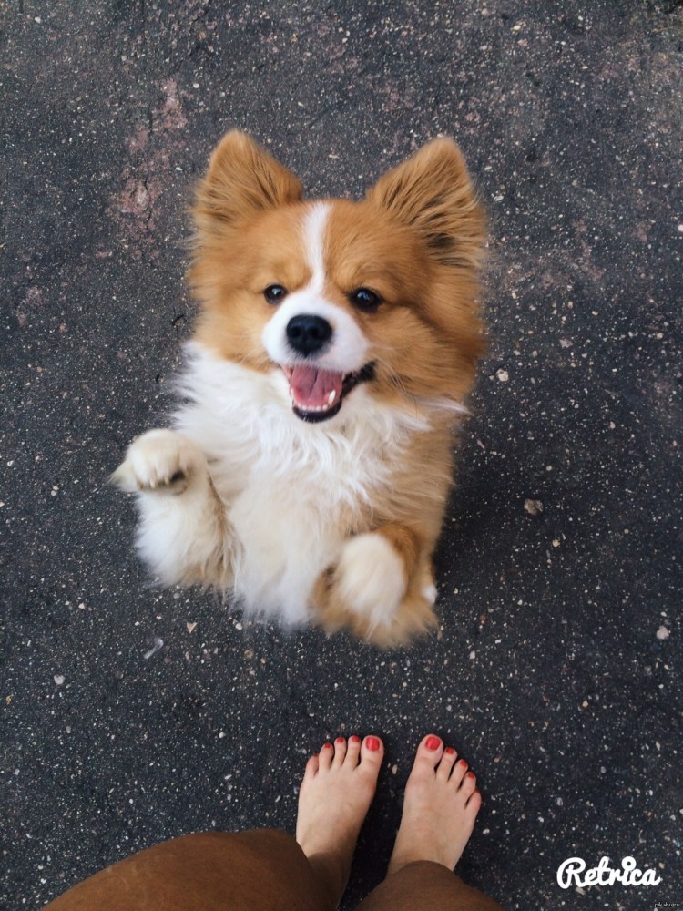 Немецкий боксёр