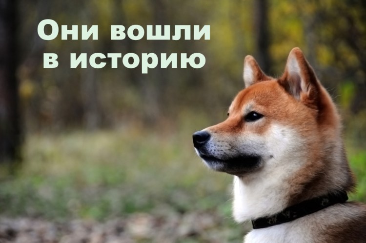 Шпиц померанский карликовый