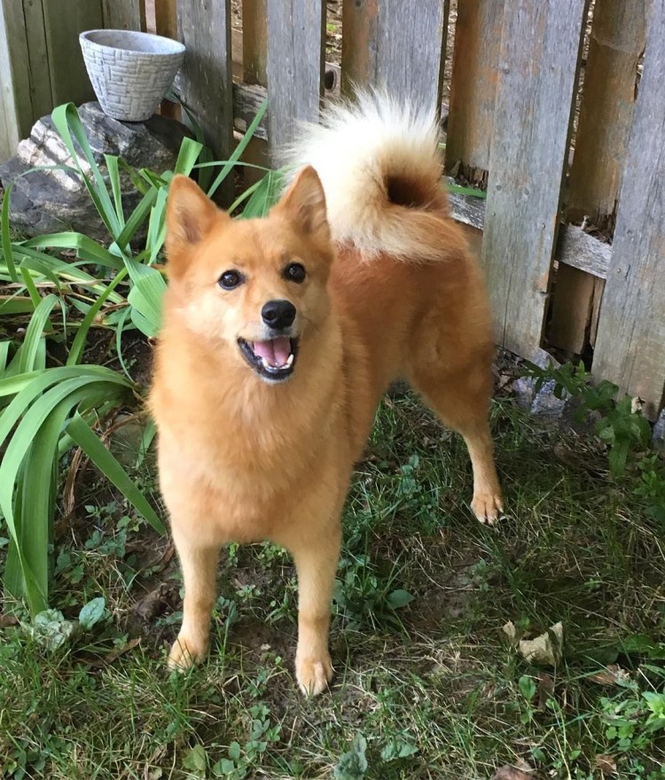 Такса чивини