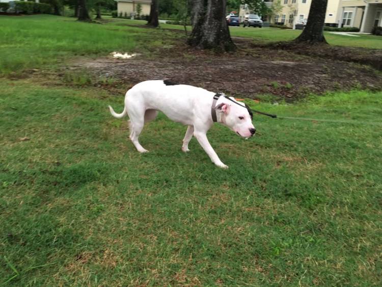 Дворняжка Бородач