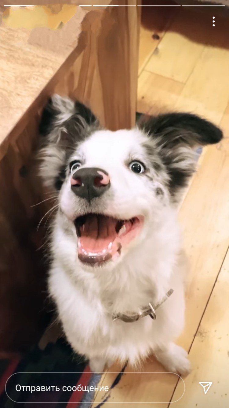 Померанский шпиц Boo