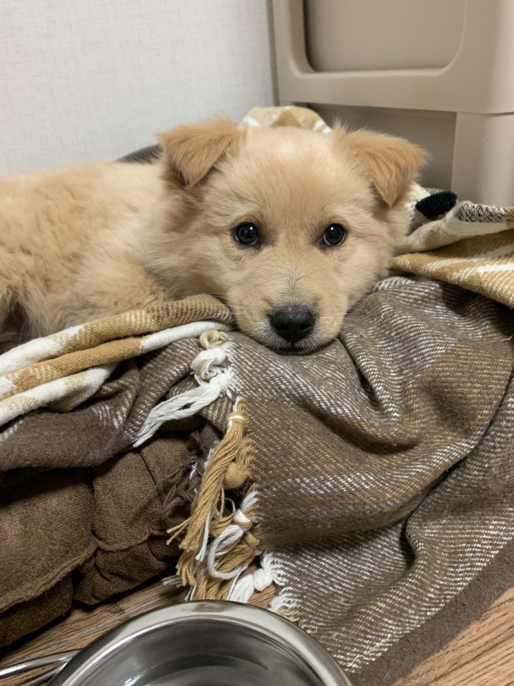 Маленькая рыжая собачка