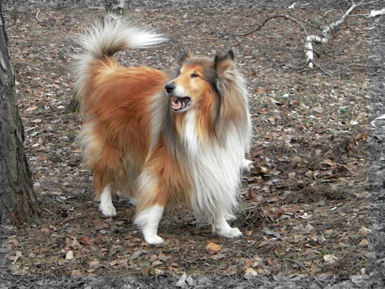 Собаки ксолоитцкуинтли зима