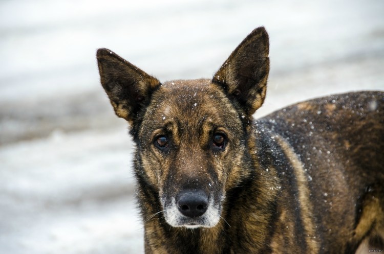 Мексиканский ксоло