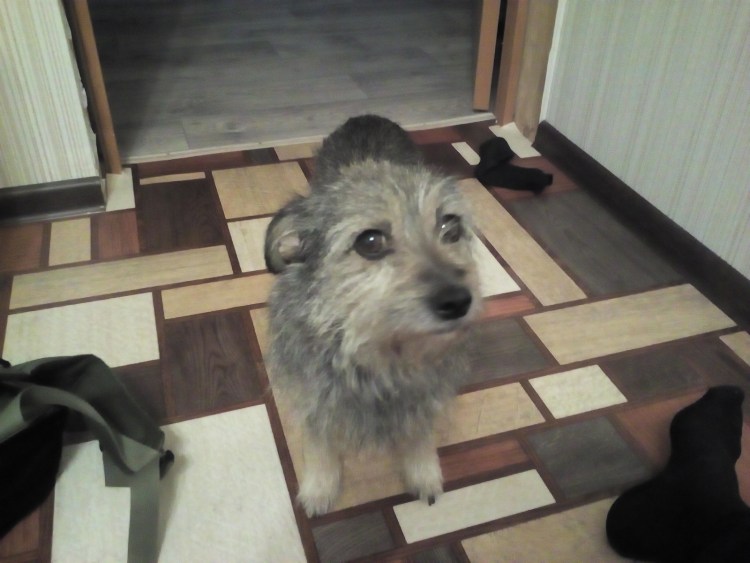 Порода собак Бигль