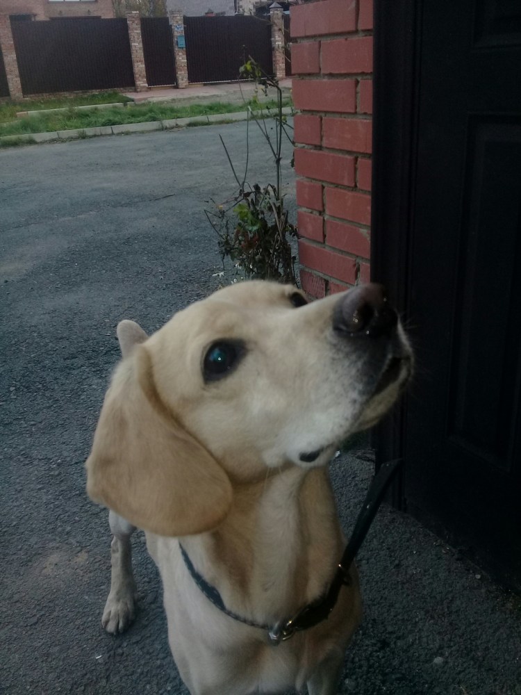 Редкие породы похожие на дворняг