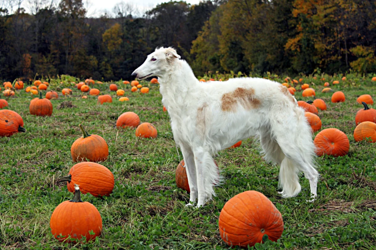 Заигрывающий пес