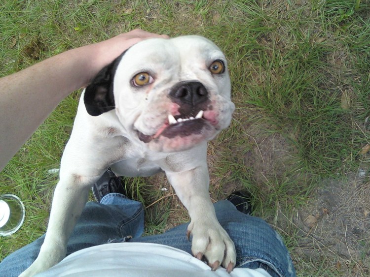 Померанский шпиц Бертрам