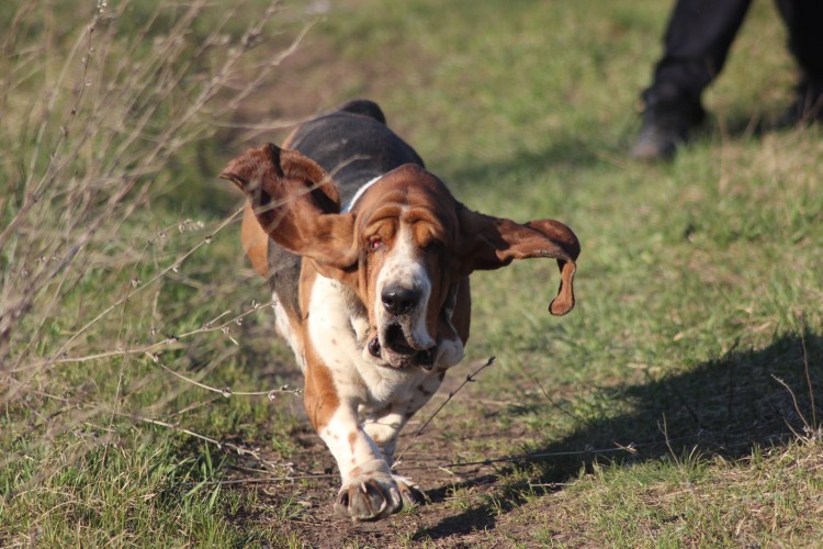 Чау чау рыжий