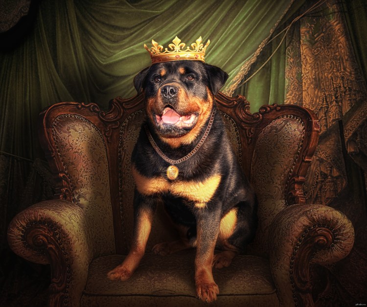 Собаки разных возрастов