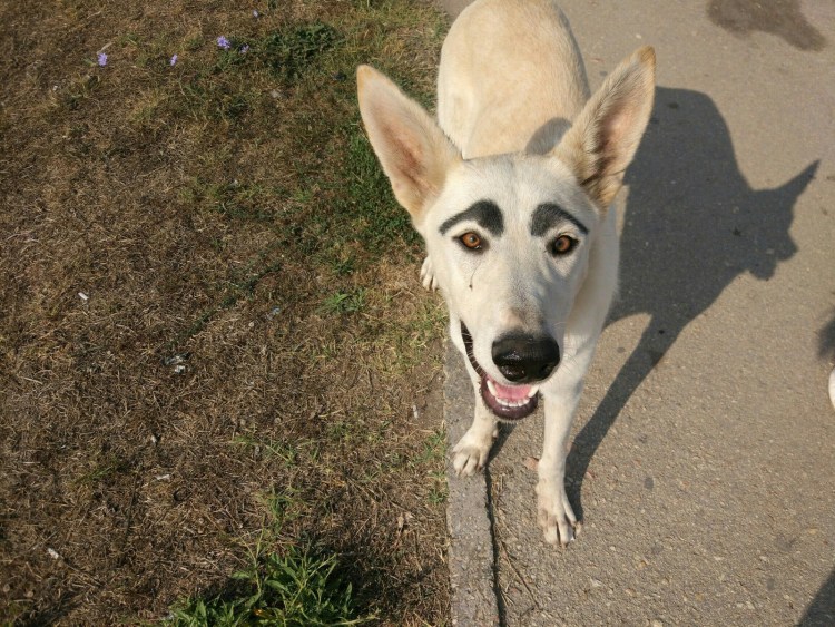 Казбек собака в реальности