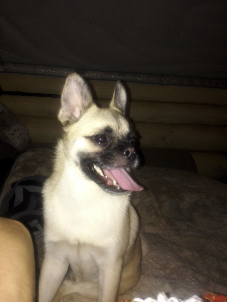 Сиба Шиба ину