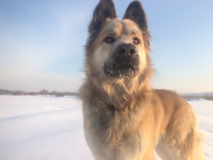 Собачек Алиса