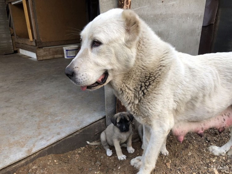 Помесь алабая