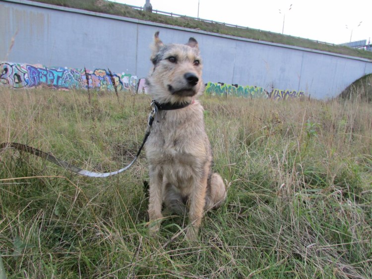 Алабай лайка метис