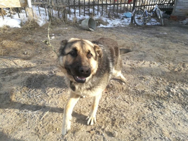 Кавказская смесь