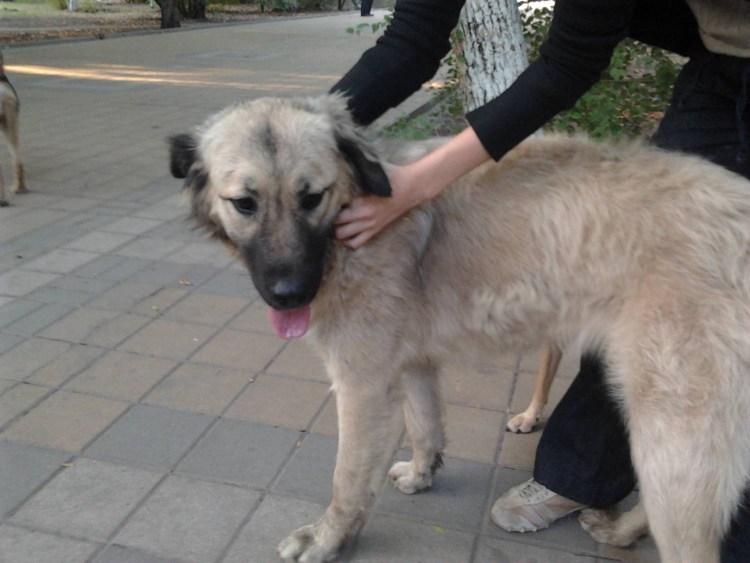 Метис алабая и Восточно-европейской овчарки