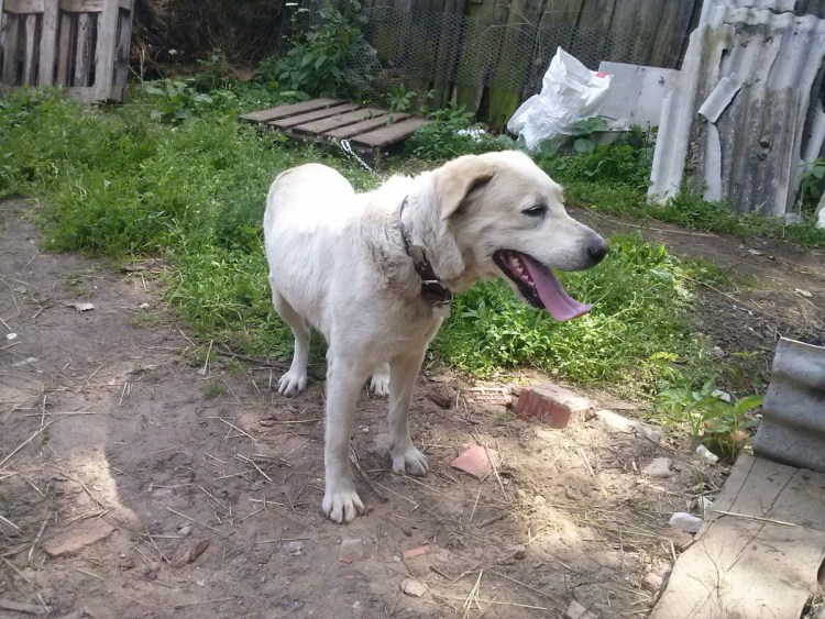 Метис овчарки и алабая