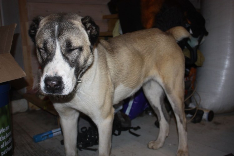 Помесь алабая