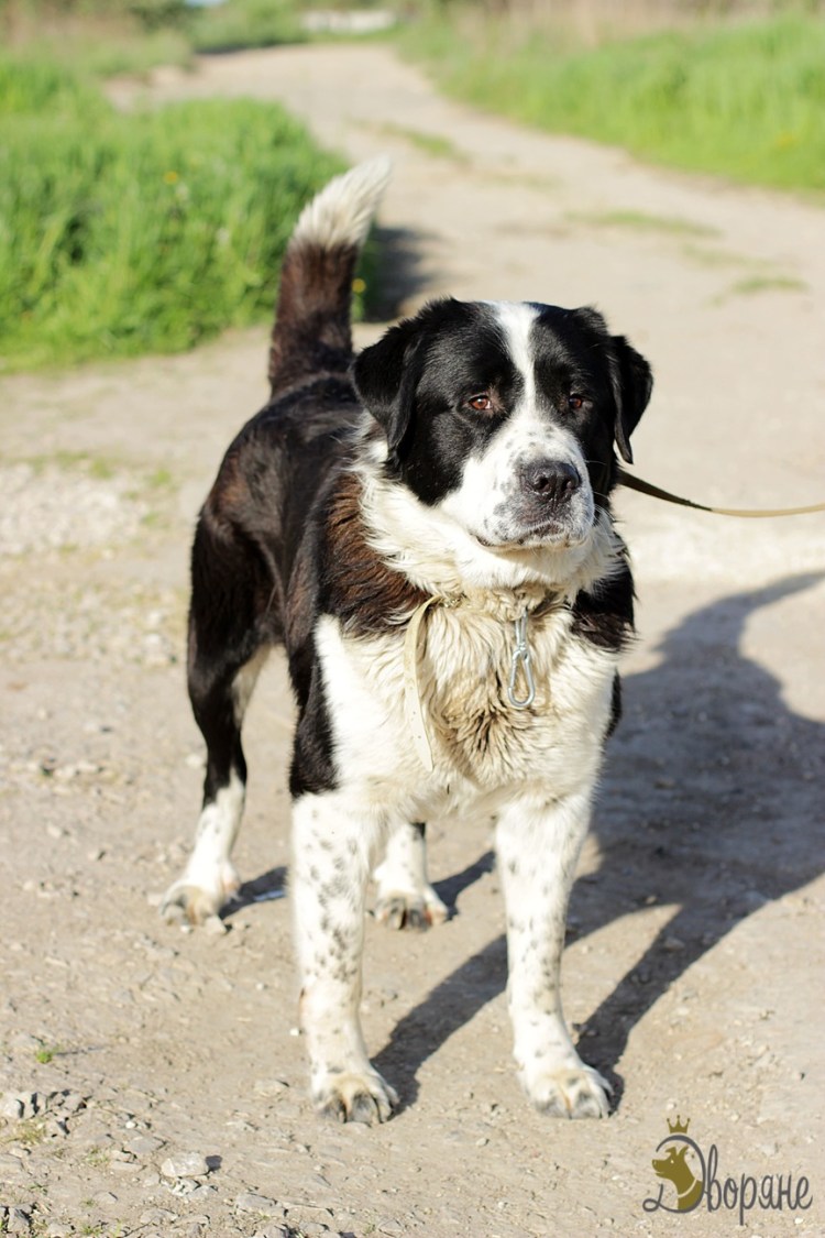 Помесь алабая и дворняги
