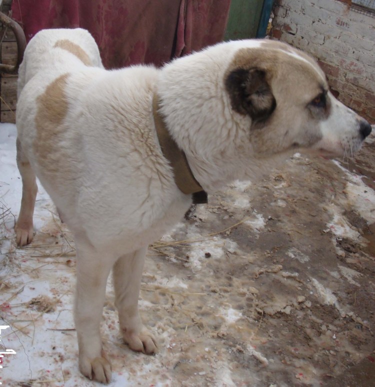 Метис хаски алабай