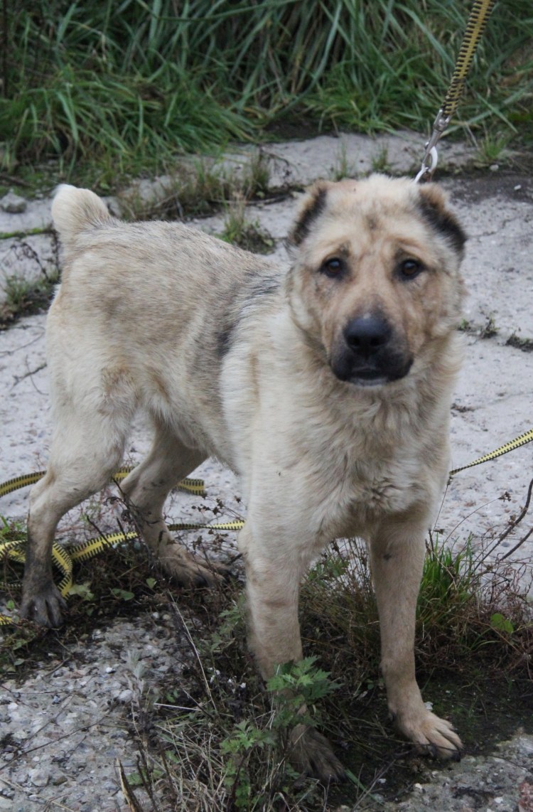 Алабай с дворняжкой