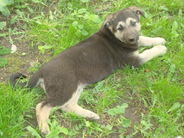 Алабай и Гампр метис