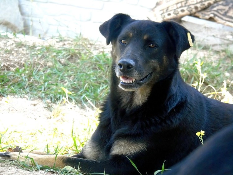 Метис алабая и кавказской овчарки