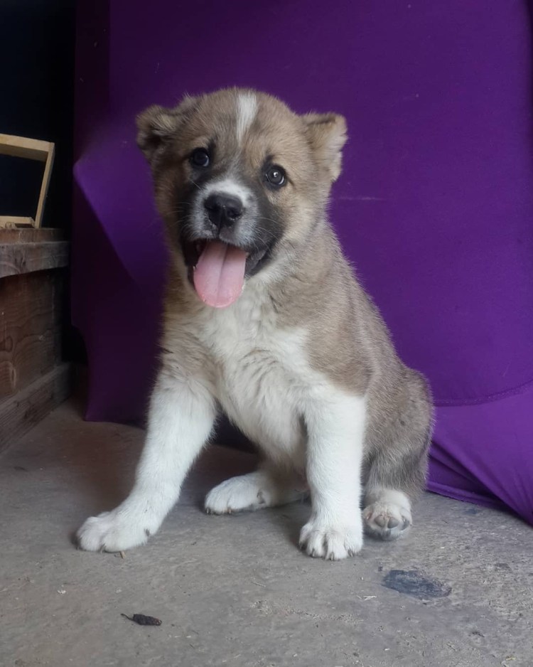 Фото щенков метисов алабая и овчарки